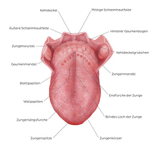 Structure of the tongue (German)