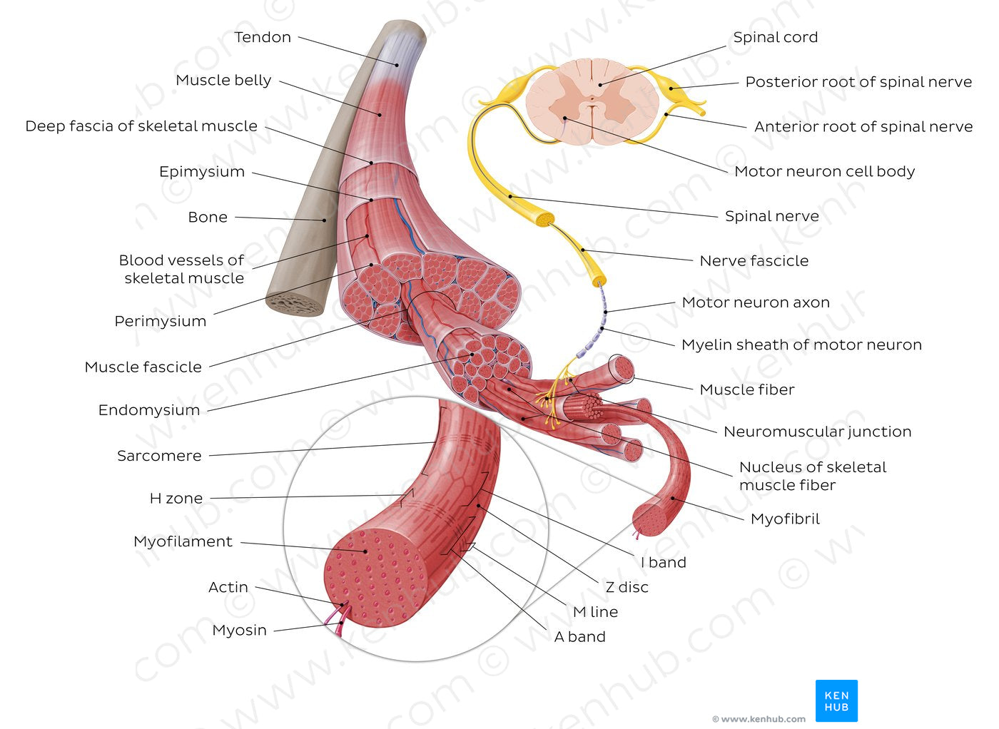 Motor unit (English)