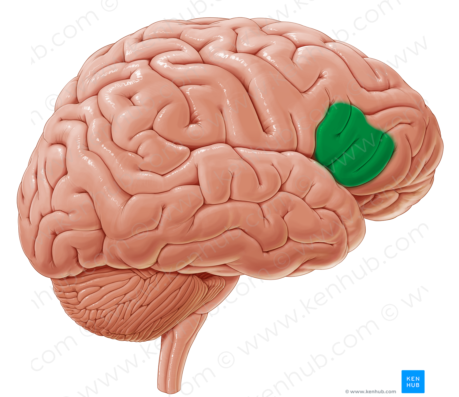 Triangular part of inferior frontal gyrus (#7812)