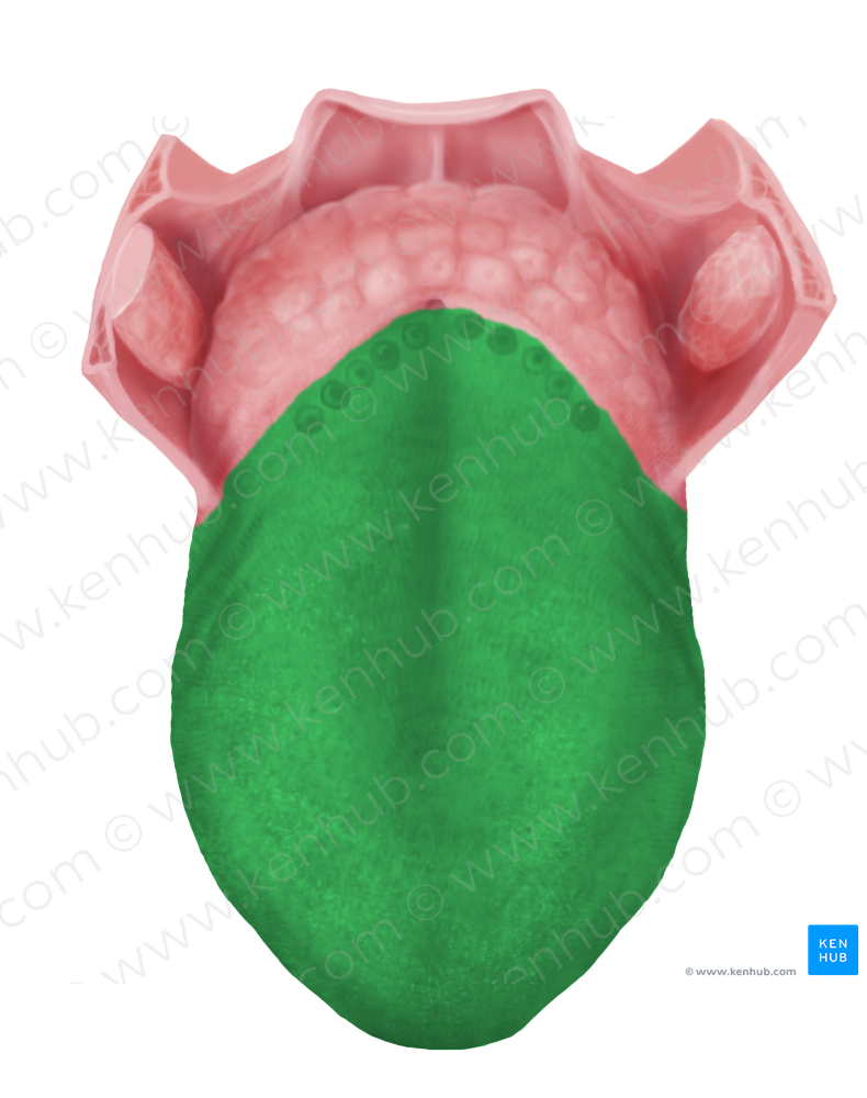 Body of tongue (#2956)