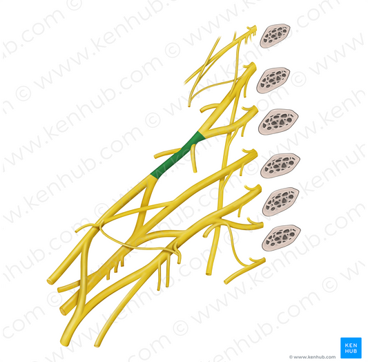 Superior trunk of brachial plexus (#9642)