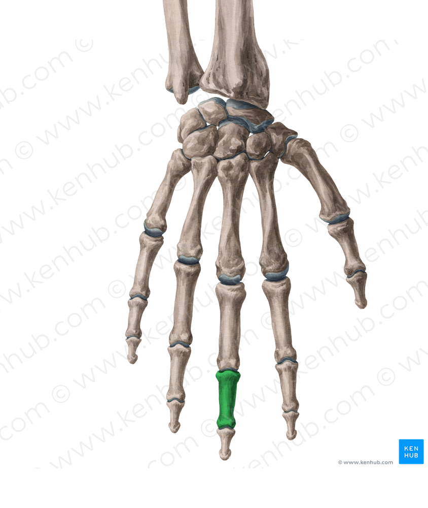 Middle phalanx of 3rd finger (#7916)