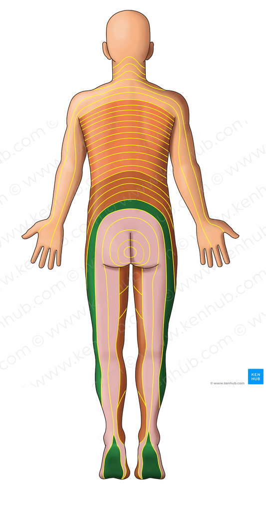 L5 dermatome (#13073)