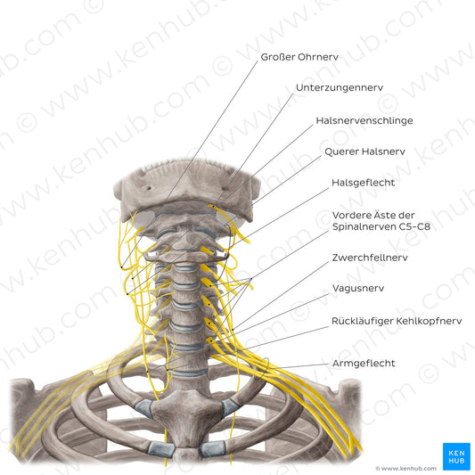 Nerves of the neck (German)