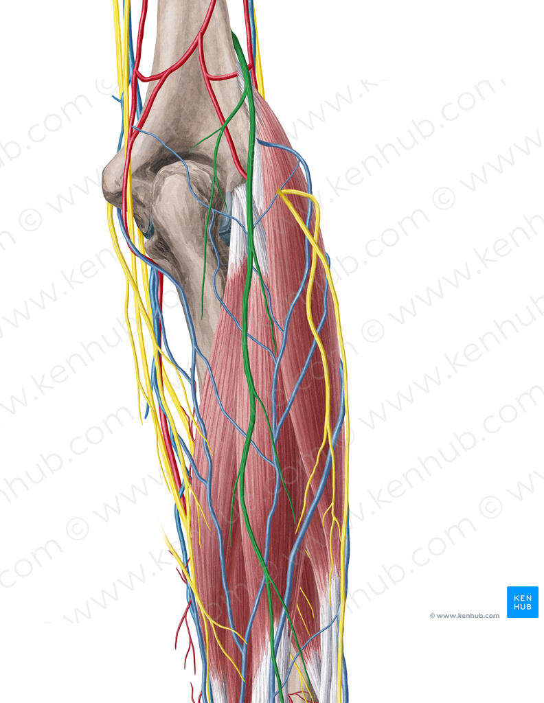 Posterior antebrachial cutaneous nerve (#6367)