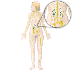 Lumbar plexus (#8007)