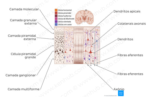Cerebral cortex I (Portuguese)