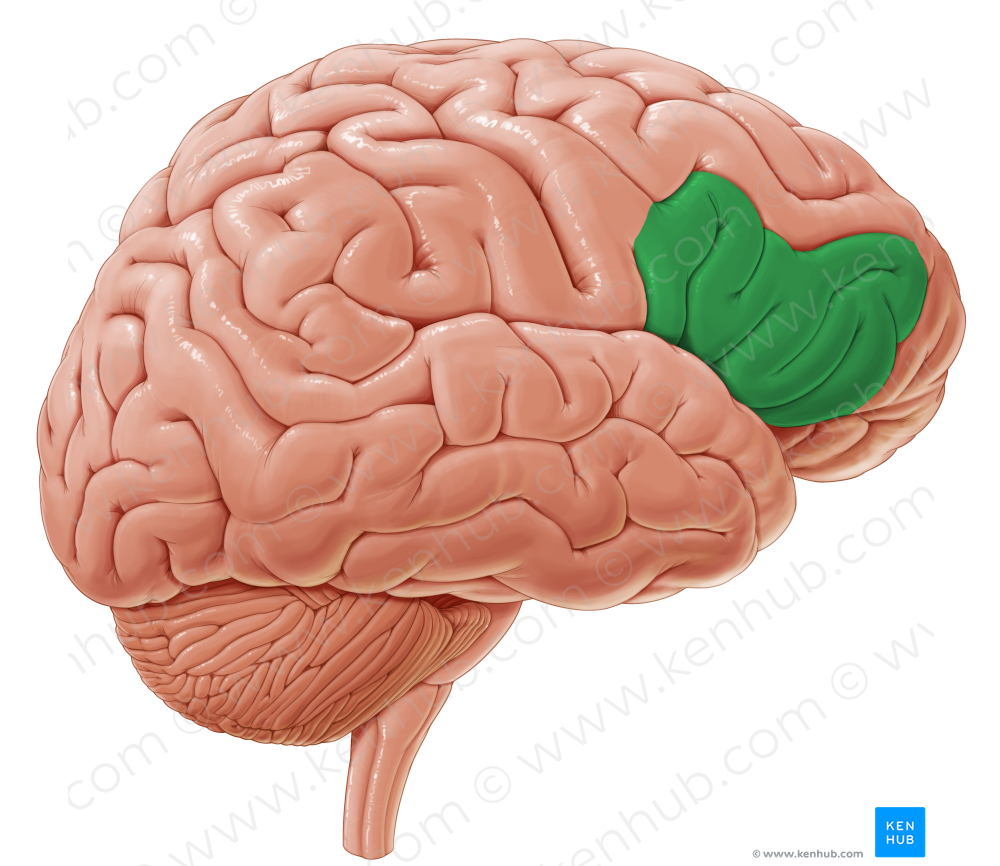 Inferior frontal gyrus (#4174)
