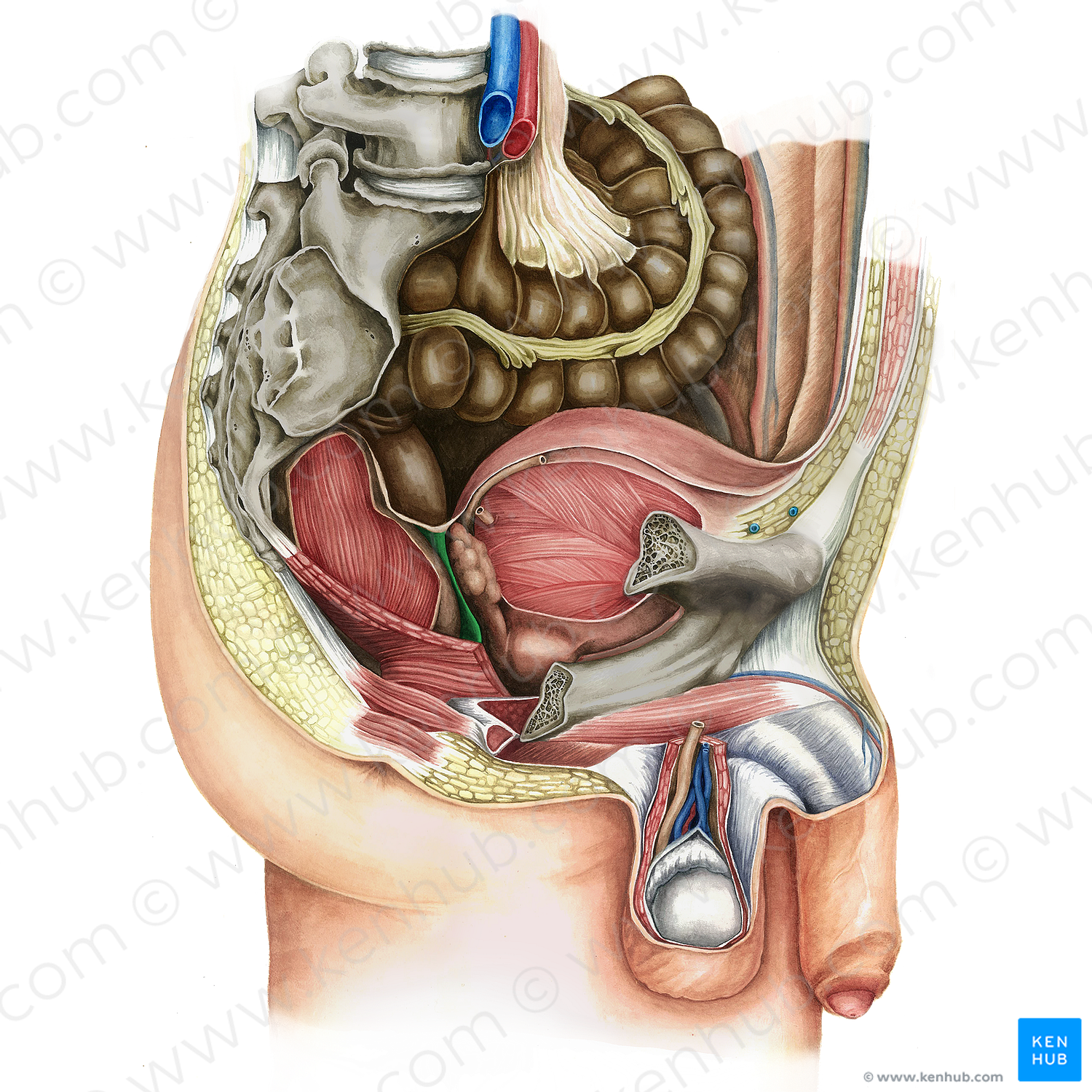 Rectovesical septum (#16174)