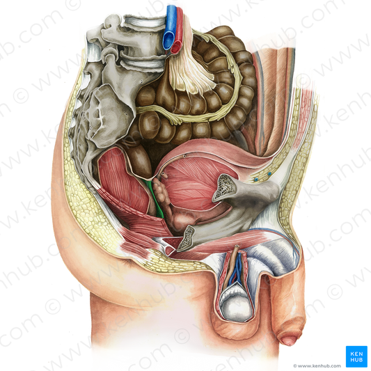 Rectovesical septum (#16174)