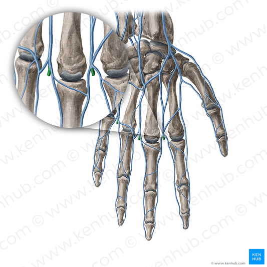 Intercapitular veins of hand (#20387)