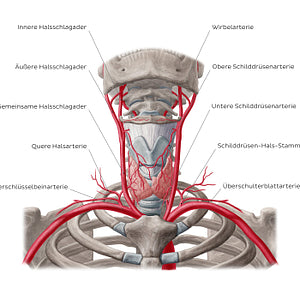 Arteries of the thyroid gland (German)
