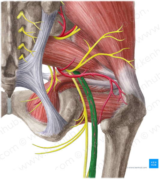 Sciatic nerve (#6496)