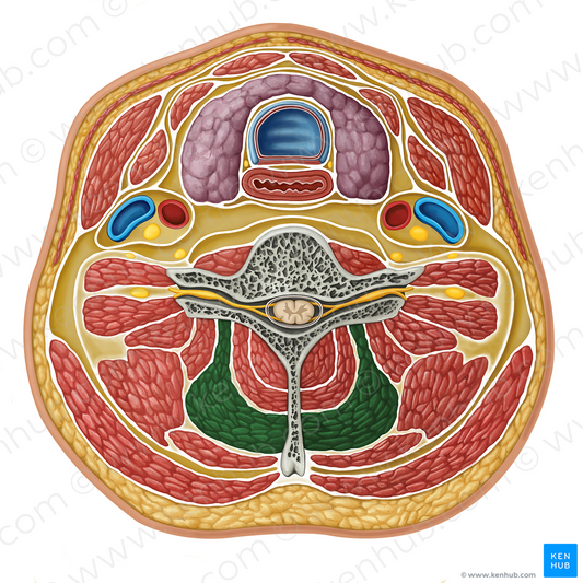 Semispinalis capitis muscle (#17318)