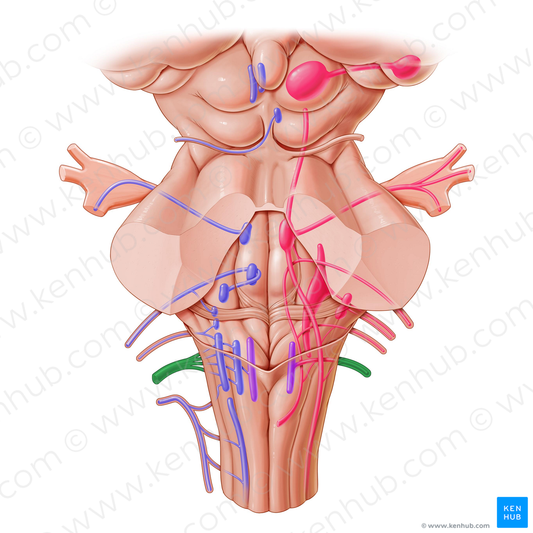 Vagus nerve (#6869)