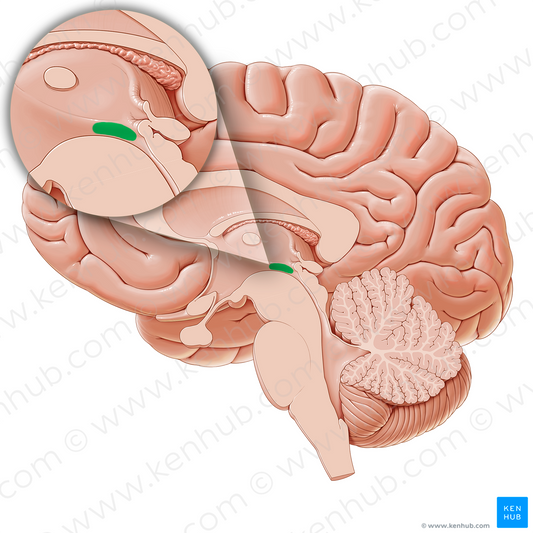 Subthalamus (#21237)