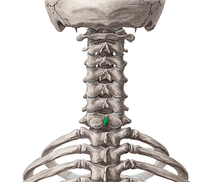 Spinous process of vertebra C7 (#8291)
