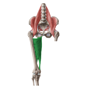 Adductor magnus muscle (#5194)