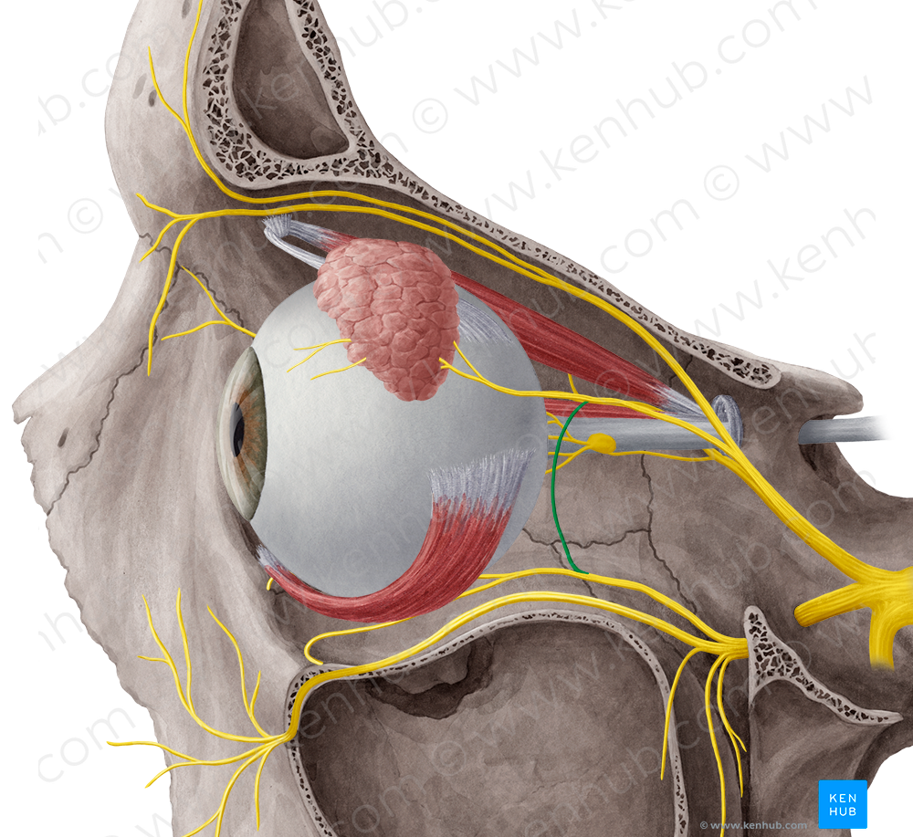 Communicating branch of zygomatic nerve to lacrimal nerve (#8646)