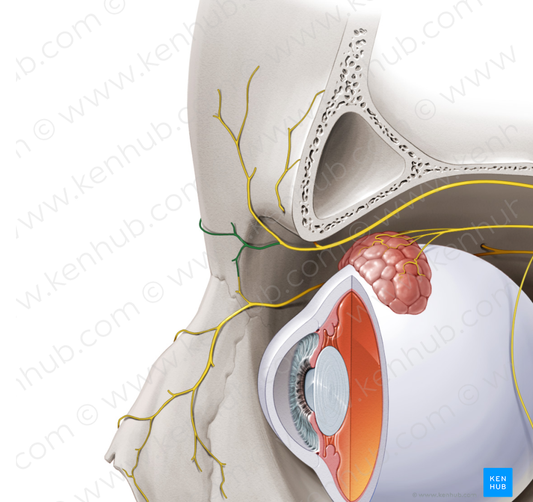 Inferior branch of supratrochlear nerve (#8700)