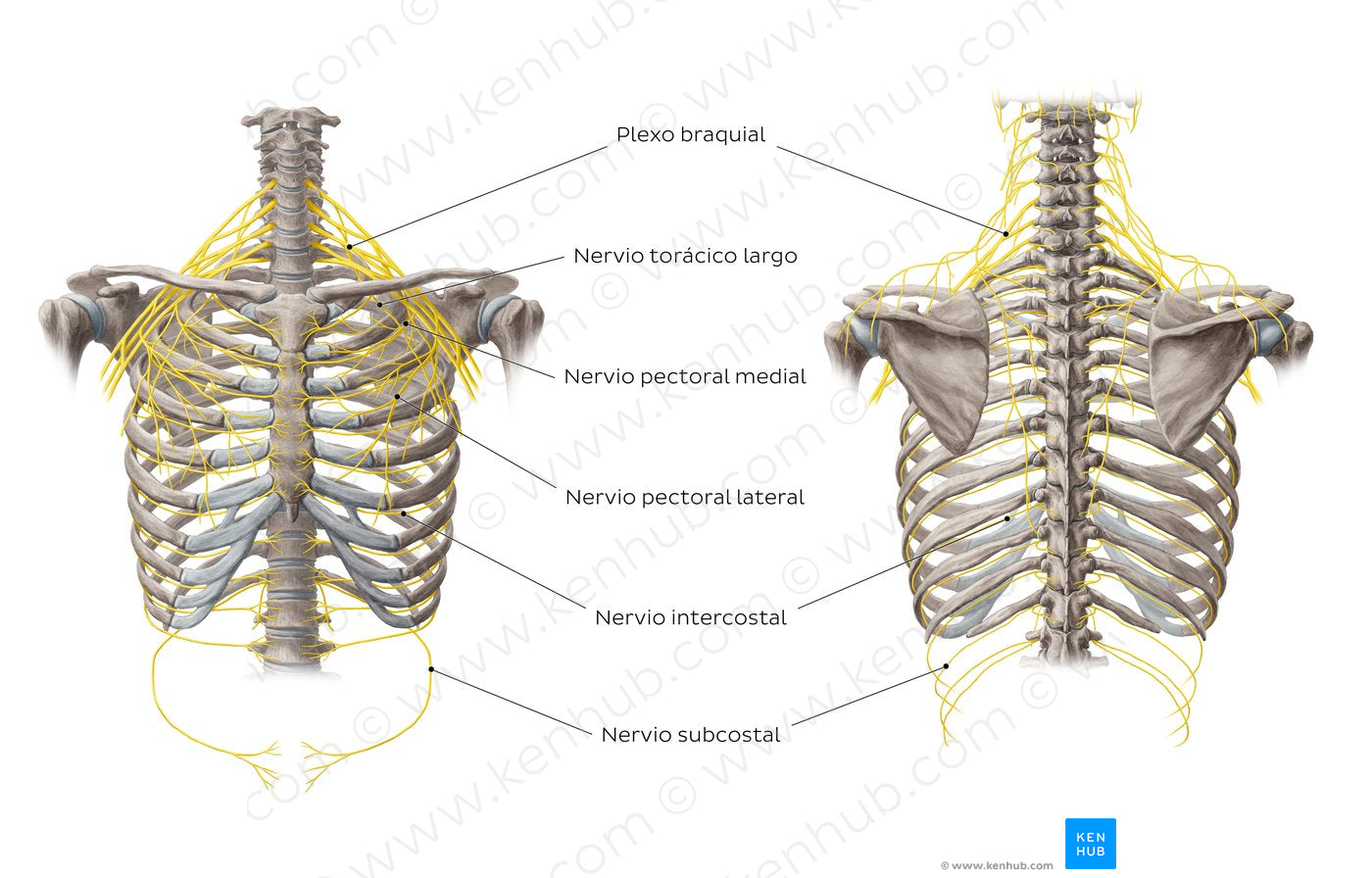 Nerves of the thoracic wall (Spanish)
