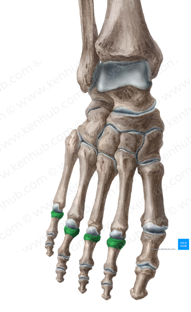 Bases of proximal phalanges of 2nd-5th toes (#2155)