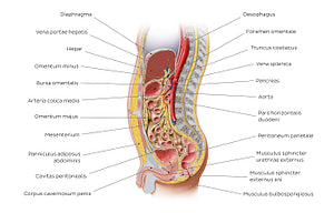 Sagittal section of the abdomen 1 (Latin)