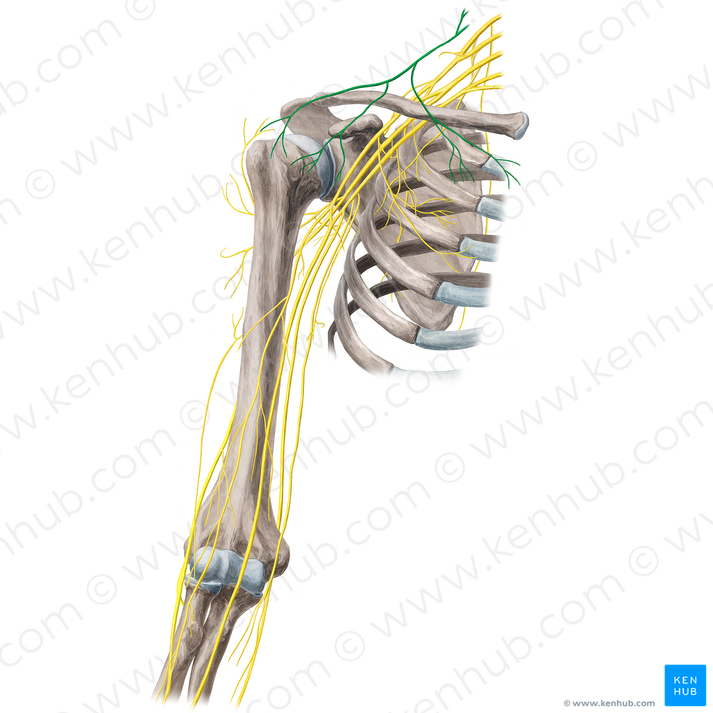 Supraclavicular nerves (#21672)