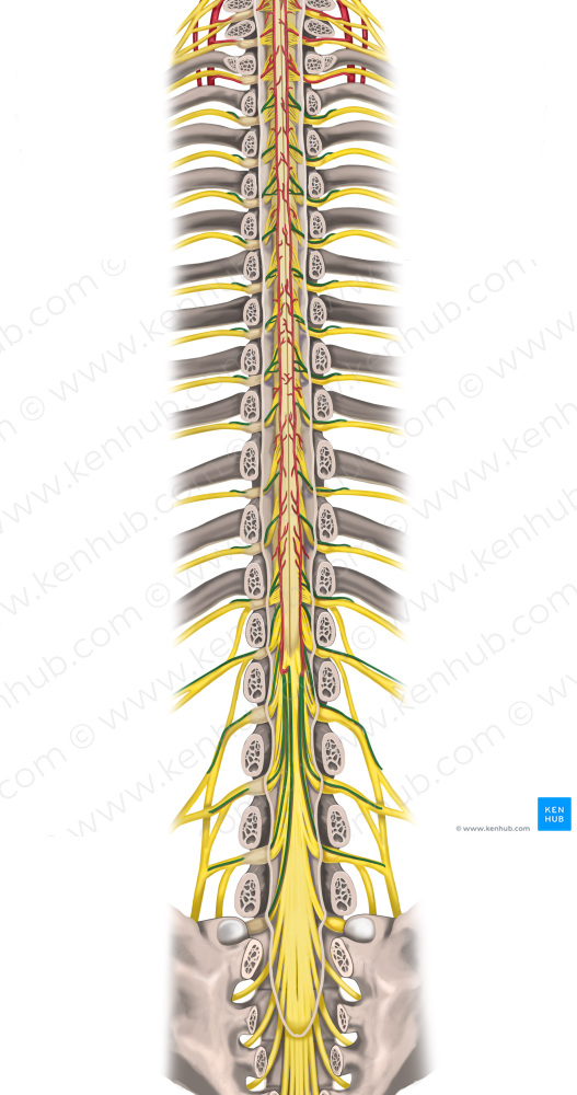 Posterior radicular artery (#1202)