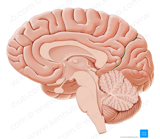 Parietooccipital sulcus (#9302)