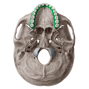 Alveolar process of maxilla (#21523)