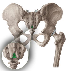 Sacral hiatus (#16040)