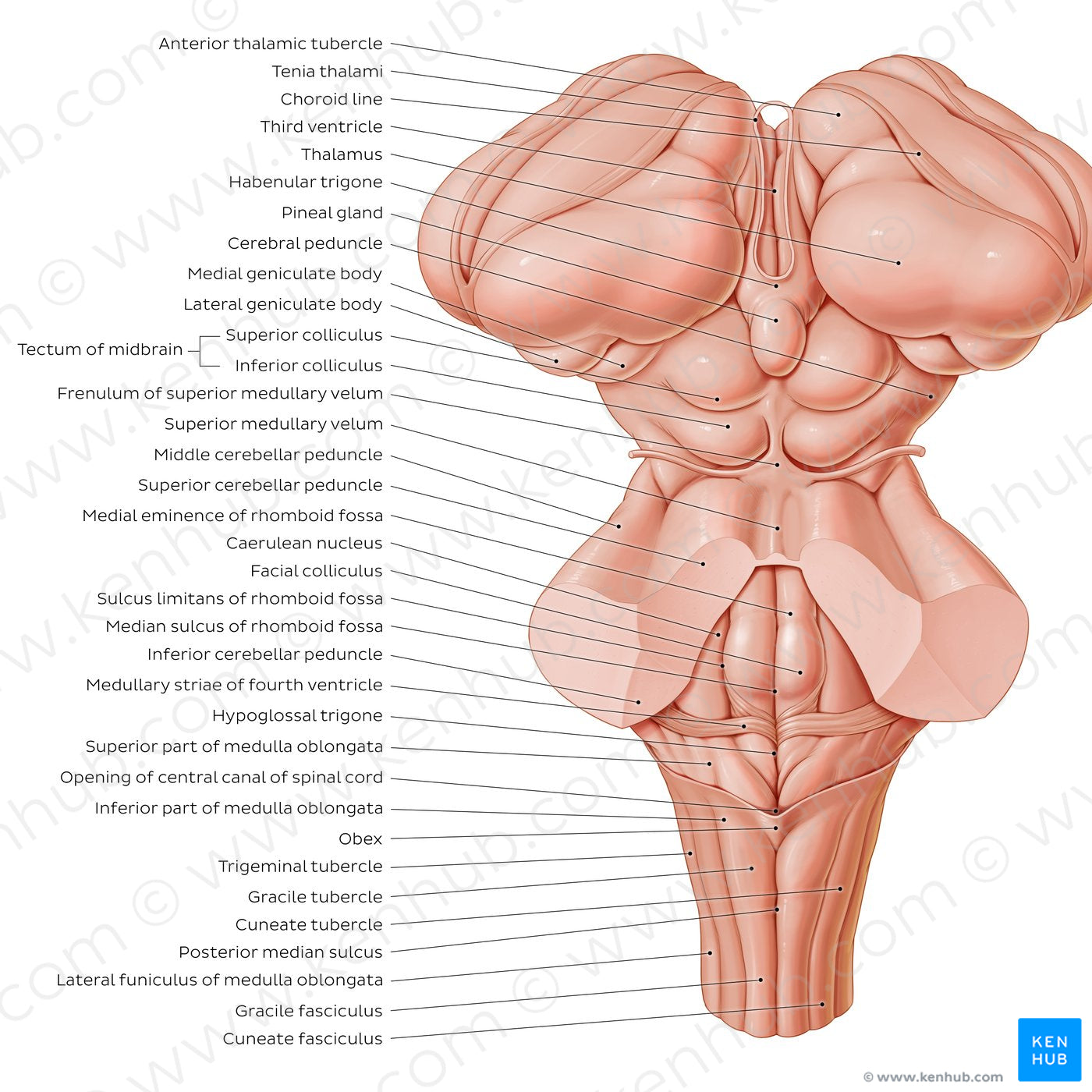 Surface anatomy of the brainstem (English)
