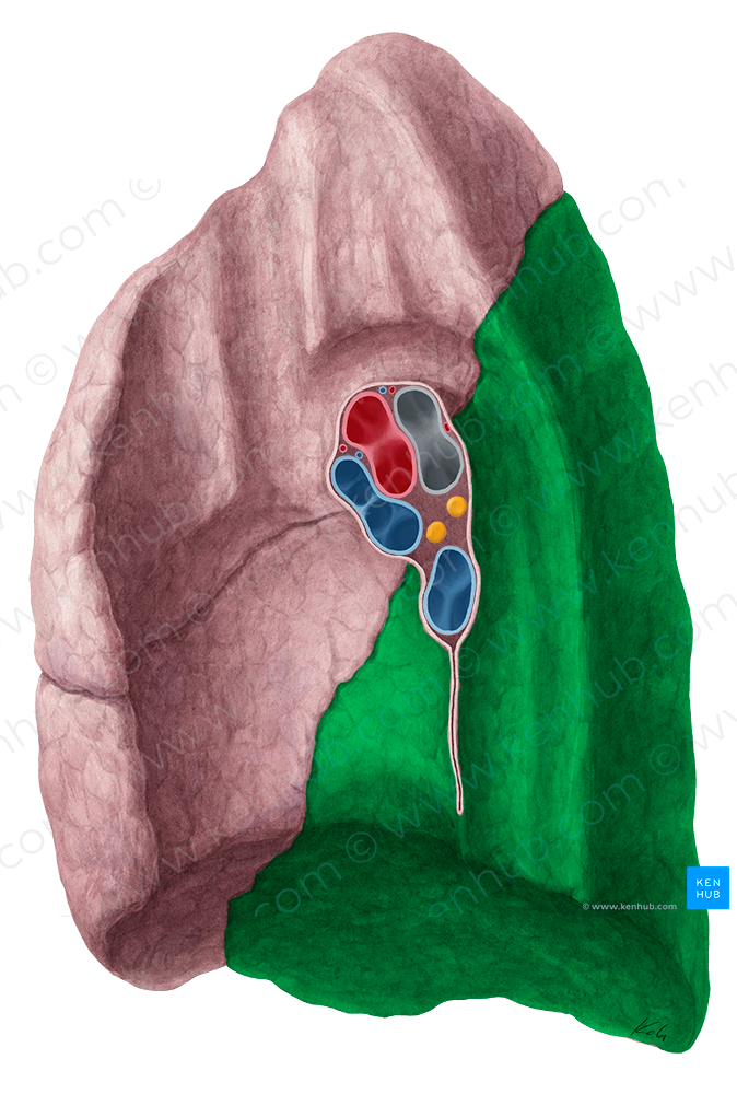 Inferior lobe of lung (#21482)