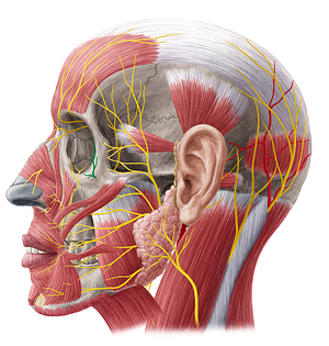 Zygomaticofacial nerve (#6913)
