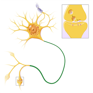 Axon (#13584)