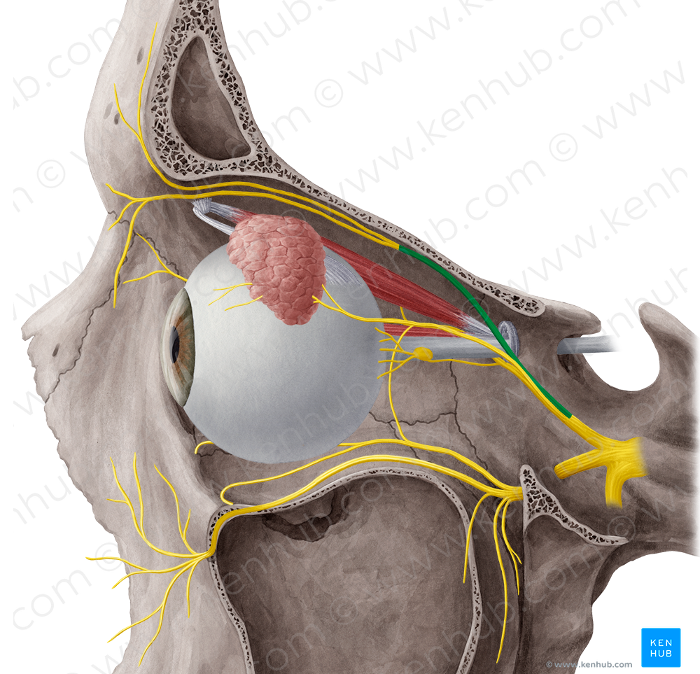 Frontal nerve (#6426)