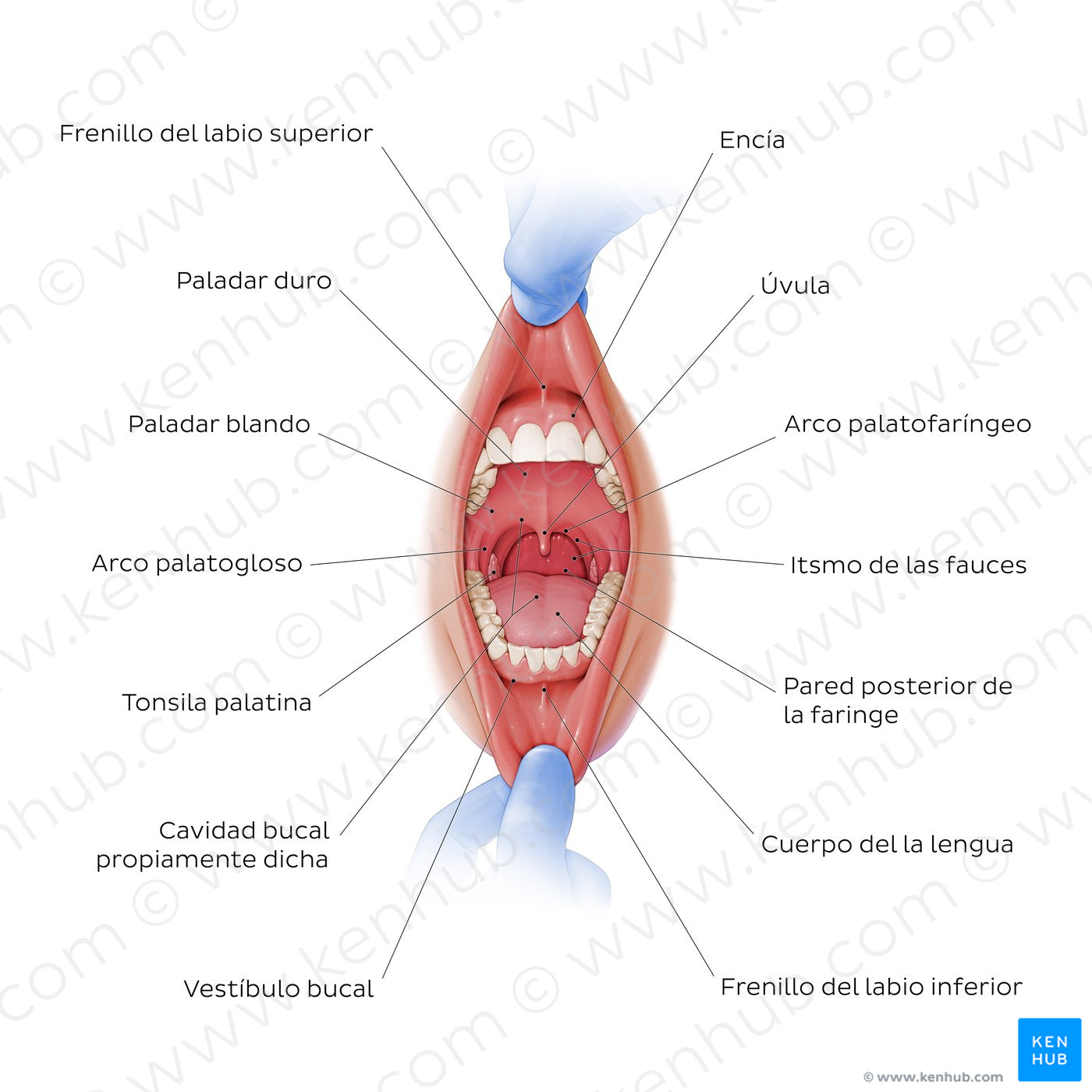 Overview of the oral cavity (Spanish)