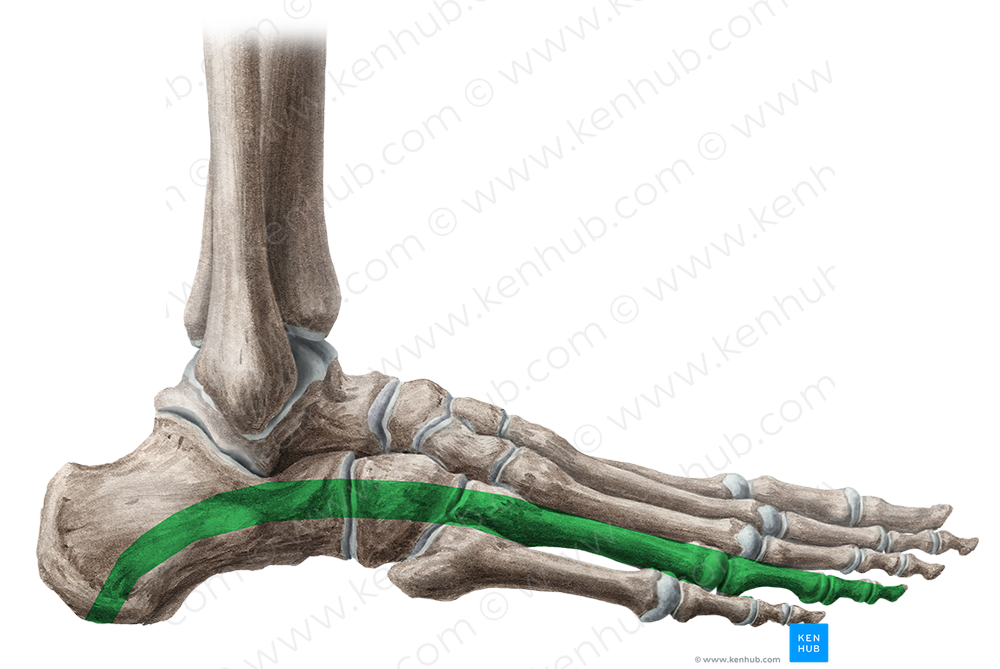 Longitudinal arch of foot (#835)