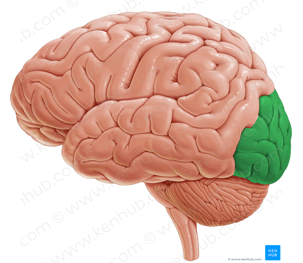 Occipital lobe (#4848)