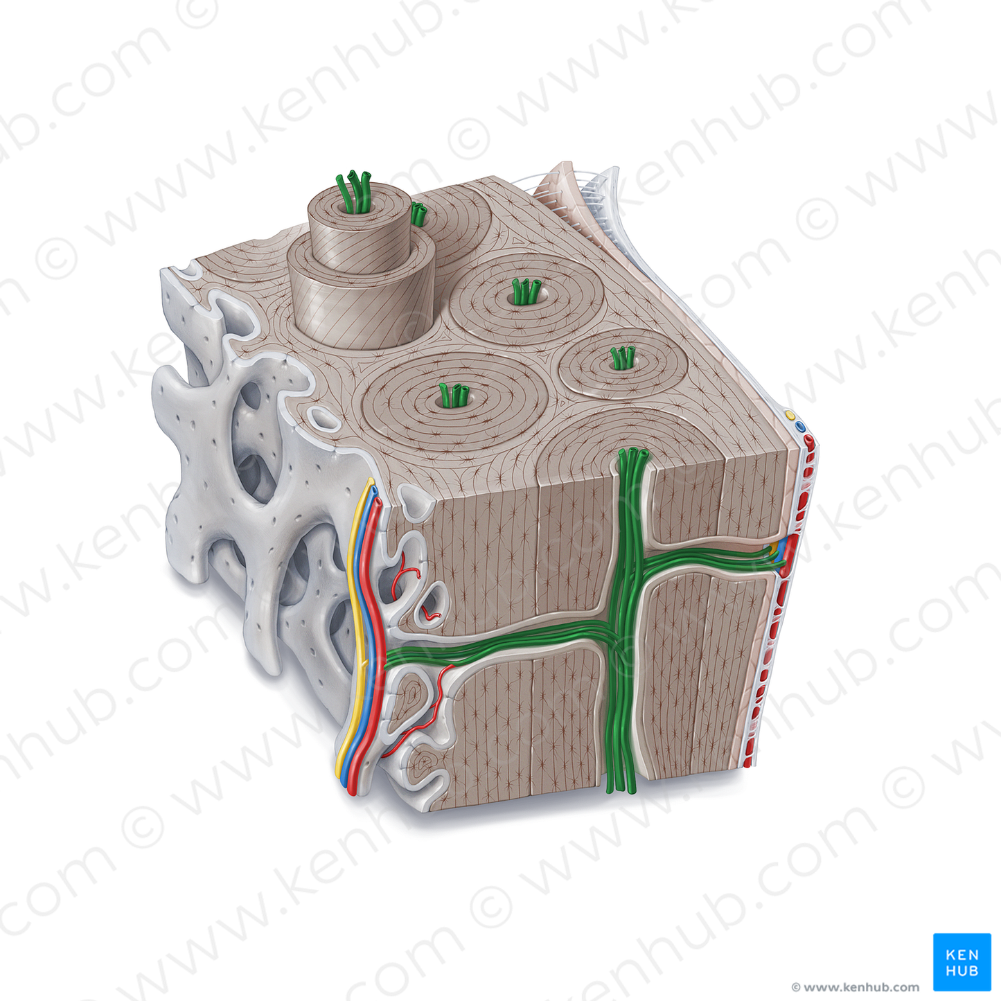 Cortical neurovascular bundle (#21361)