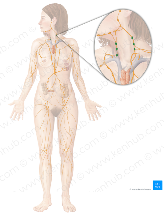 Cervical lymph nodes (#6980)