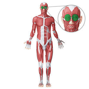 Orbicularis oculi muscle (#18715)