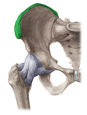 Iliac crest (#3106)