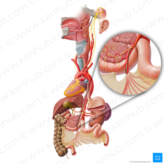 Intestinal branch of vagus nerve (#8722)