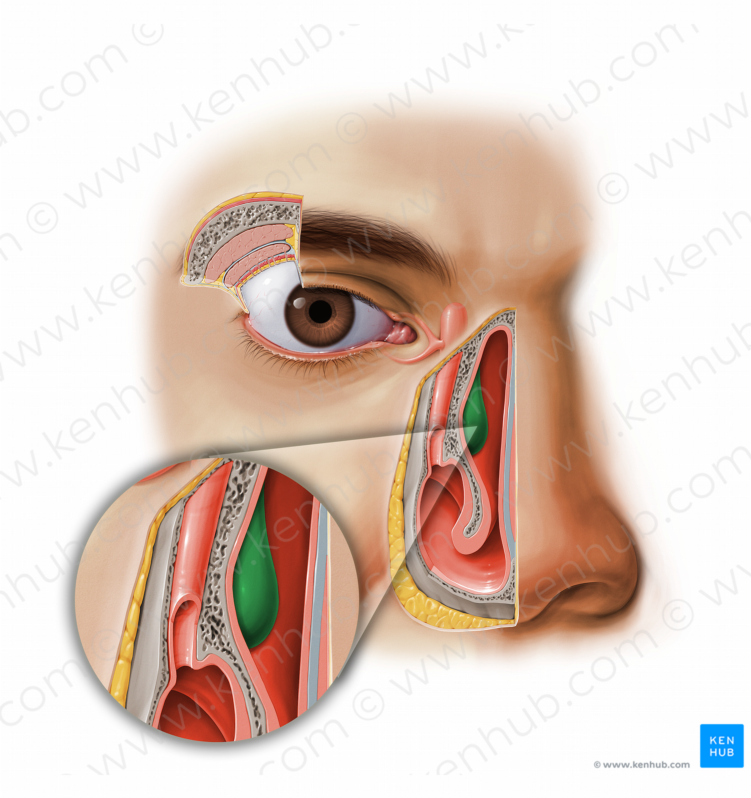 Middle nasal concha of ethmoid bone (#11605)