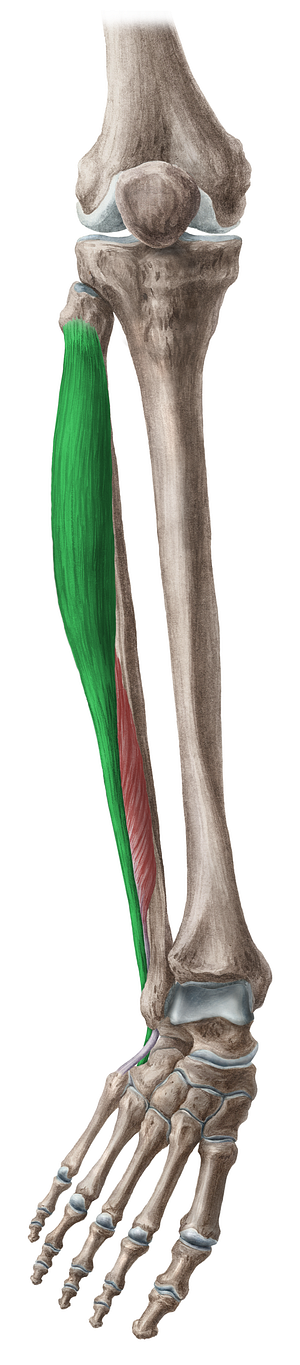 Fibularis longus muscle (#5757)