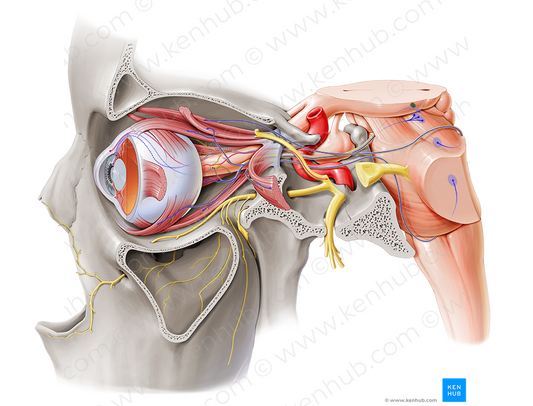 Accessory nucleus of oculomotor nerve (#7161)