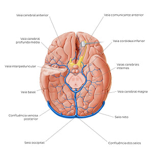 Cerebral veins - basal view (Portuguese)