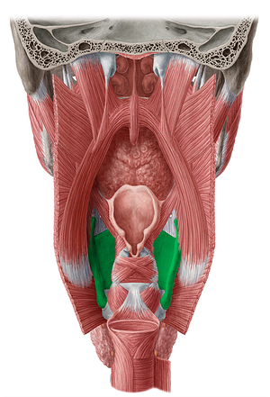 Thyroid cartilage (#2507)